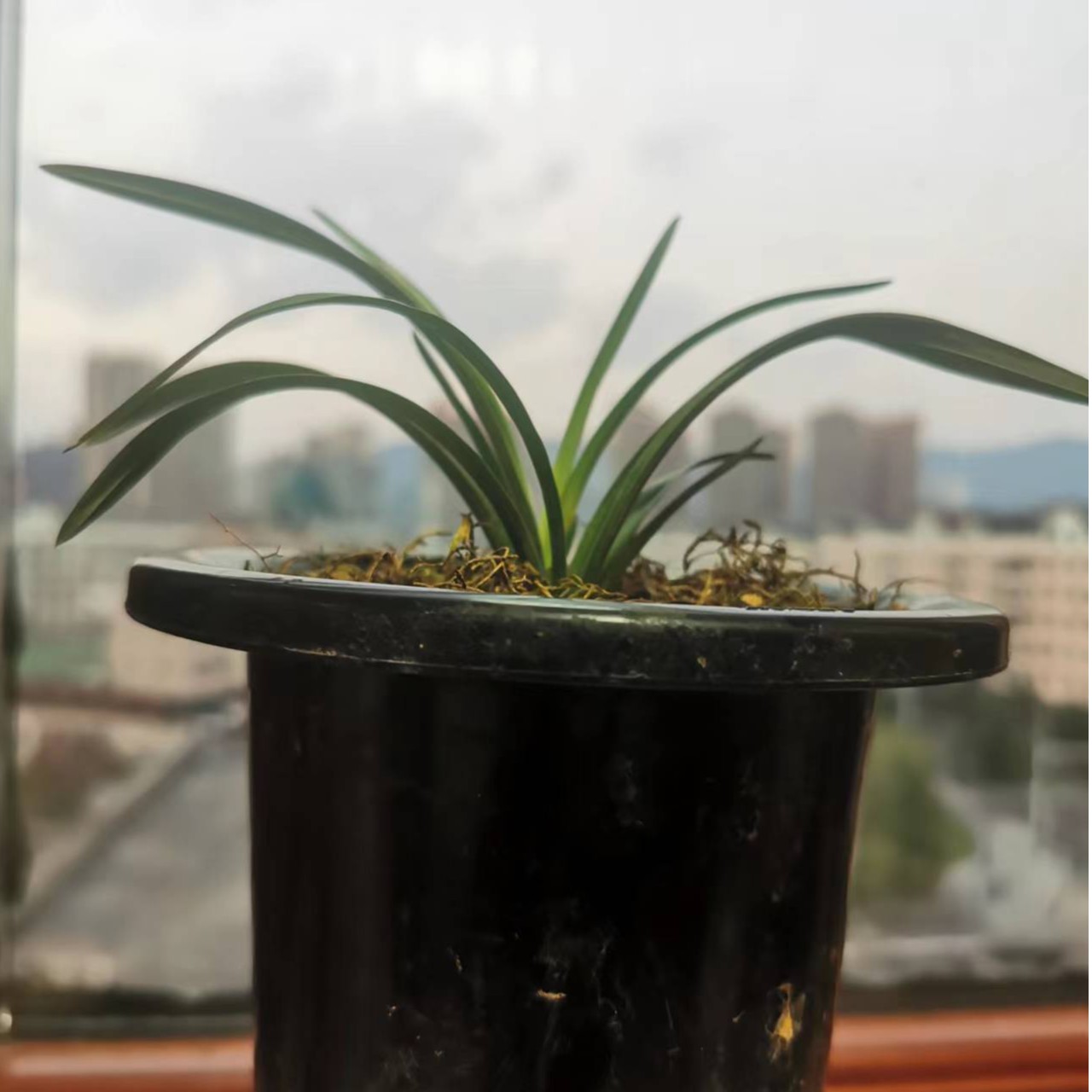 【春春兰苑】 春兰矮种何瓣 直播间一物一拍自然栽种办公室植物花卉