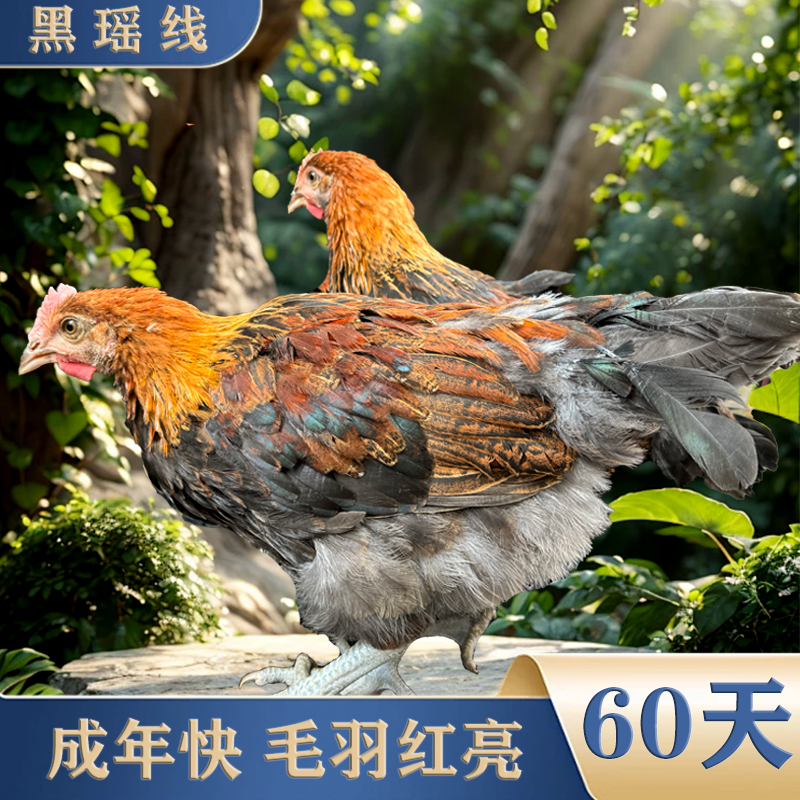 138【 4个】  云南本地老品种土鸡    生鲜包邮！！！