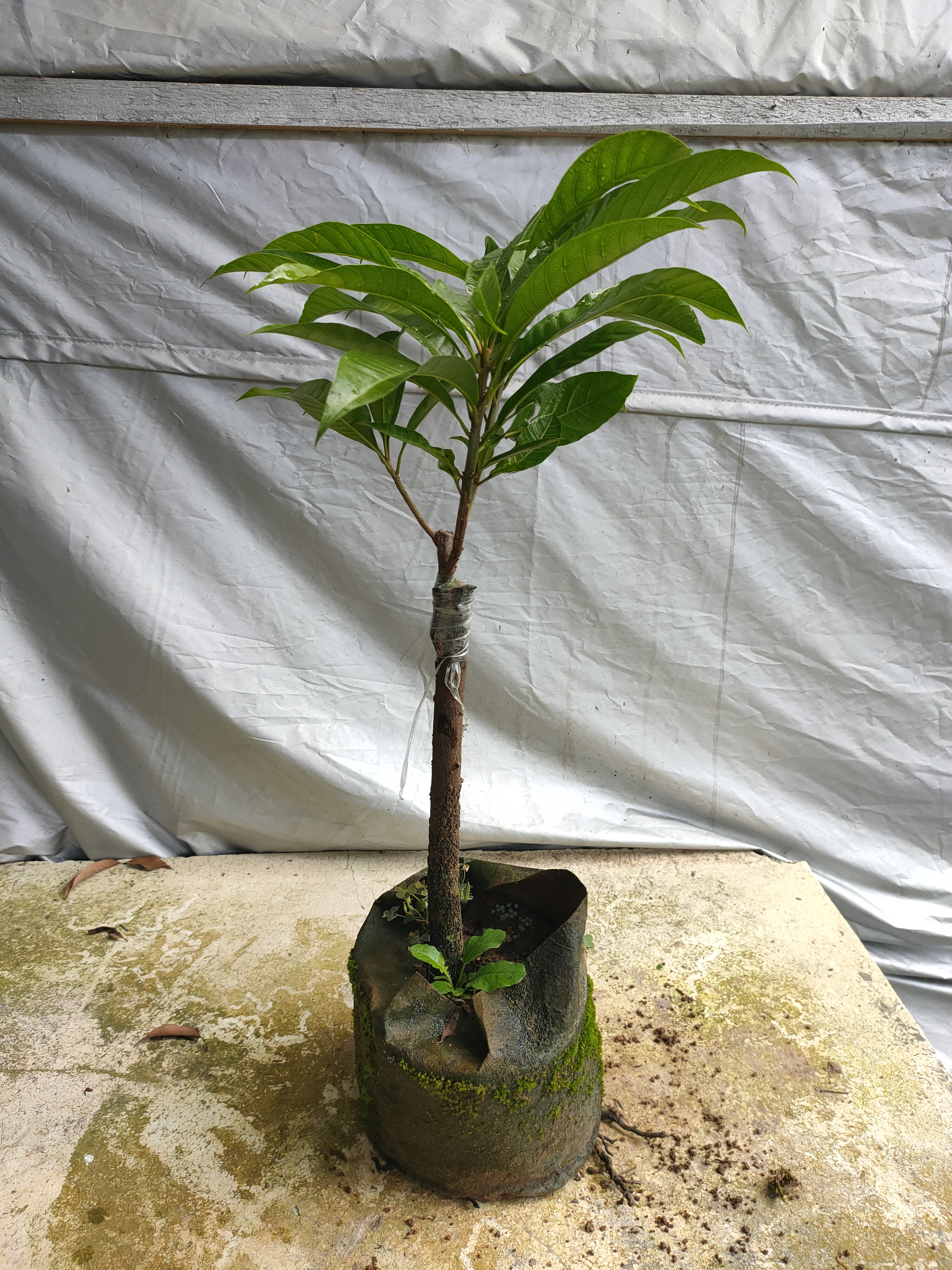 蛋黄果，黄金仙桃嫁接中苗