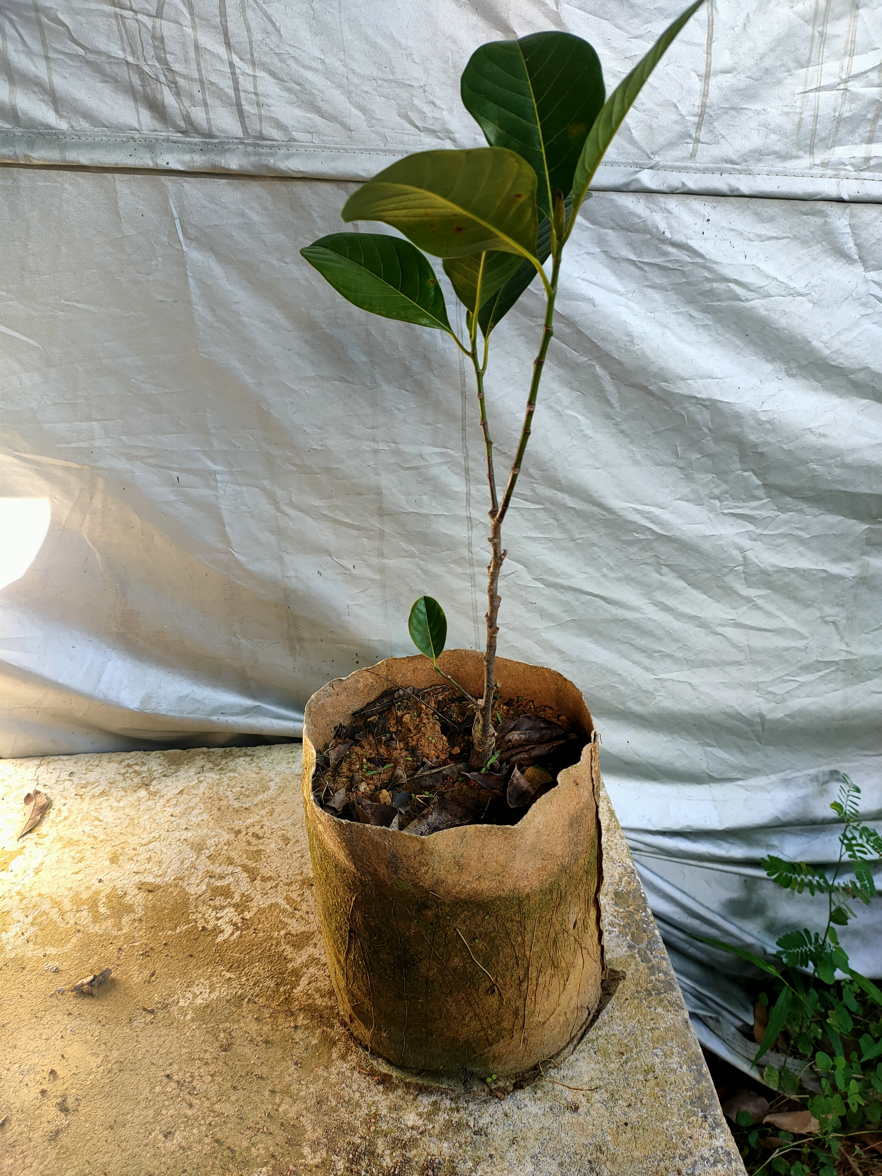 印尼红菠萝蜜小苗