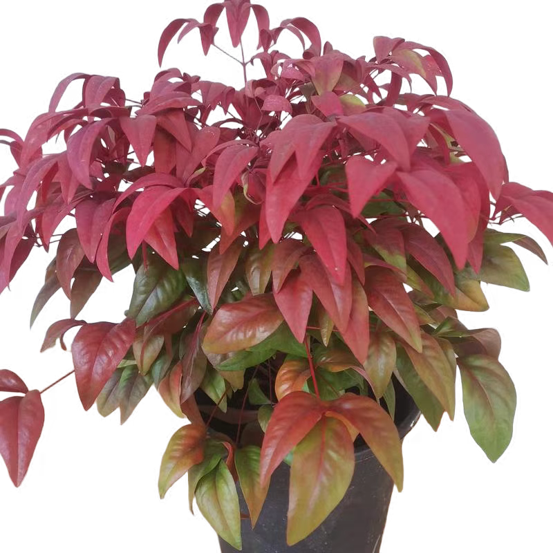 火焰南天竹盆栽观叶红叶小盆景好养耐寒绿植物树苗茶桌禅意微景观