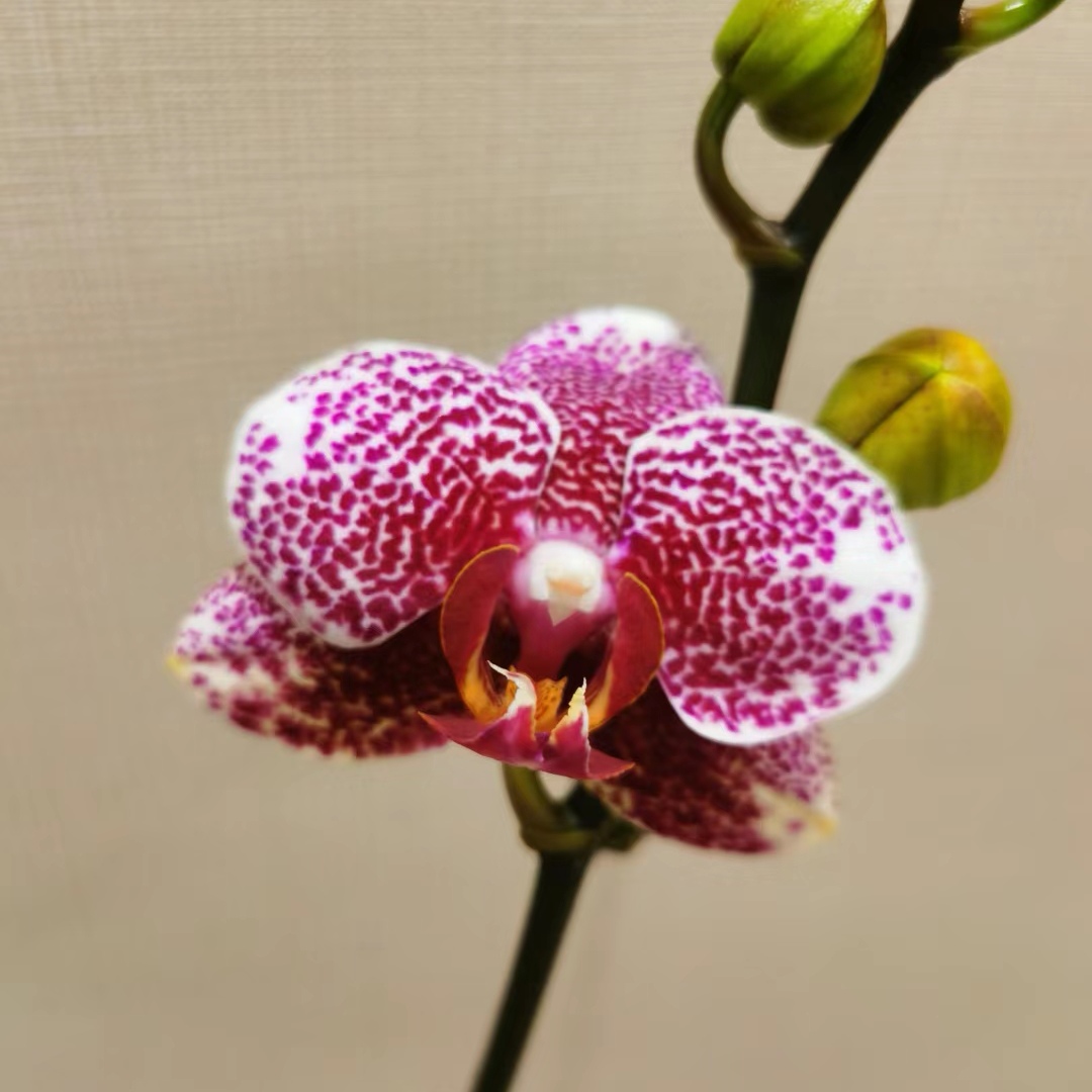 【黑杰克】欧品蜡质花蝴蝶兰带花带花苞3.0杯花期长