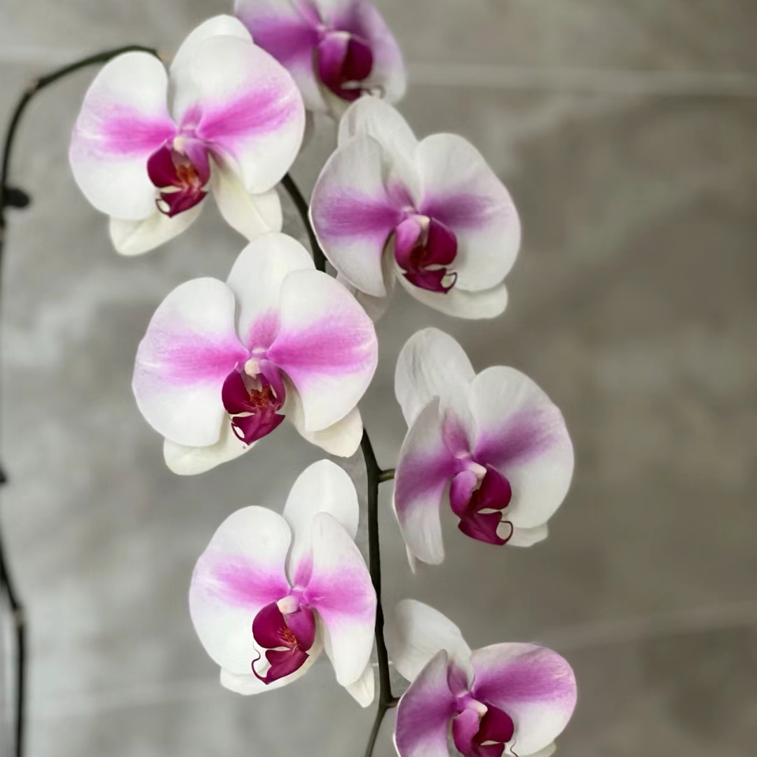 【婚纱】欧品大花型蝴蝶兰一线天带花带花苞2.8寸花絮长花量大