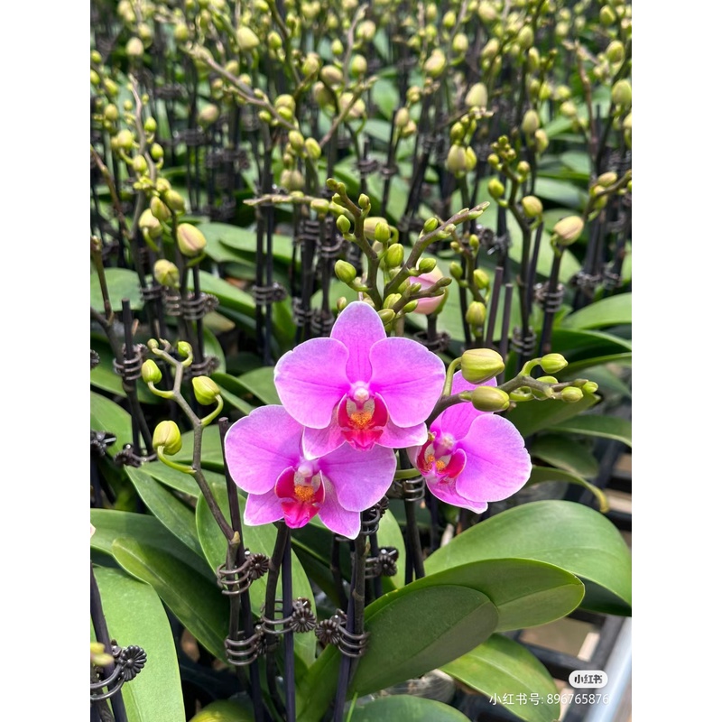 【紫蝶】粉色系中花型蝴蝶兰双剑3.0杯带花带花苞花期长苗情好