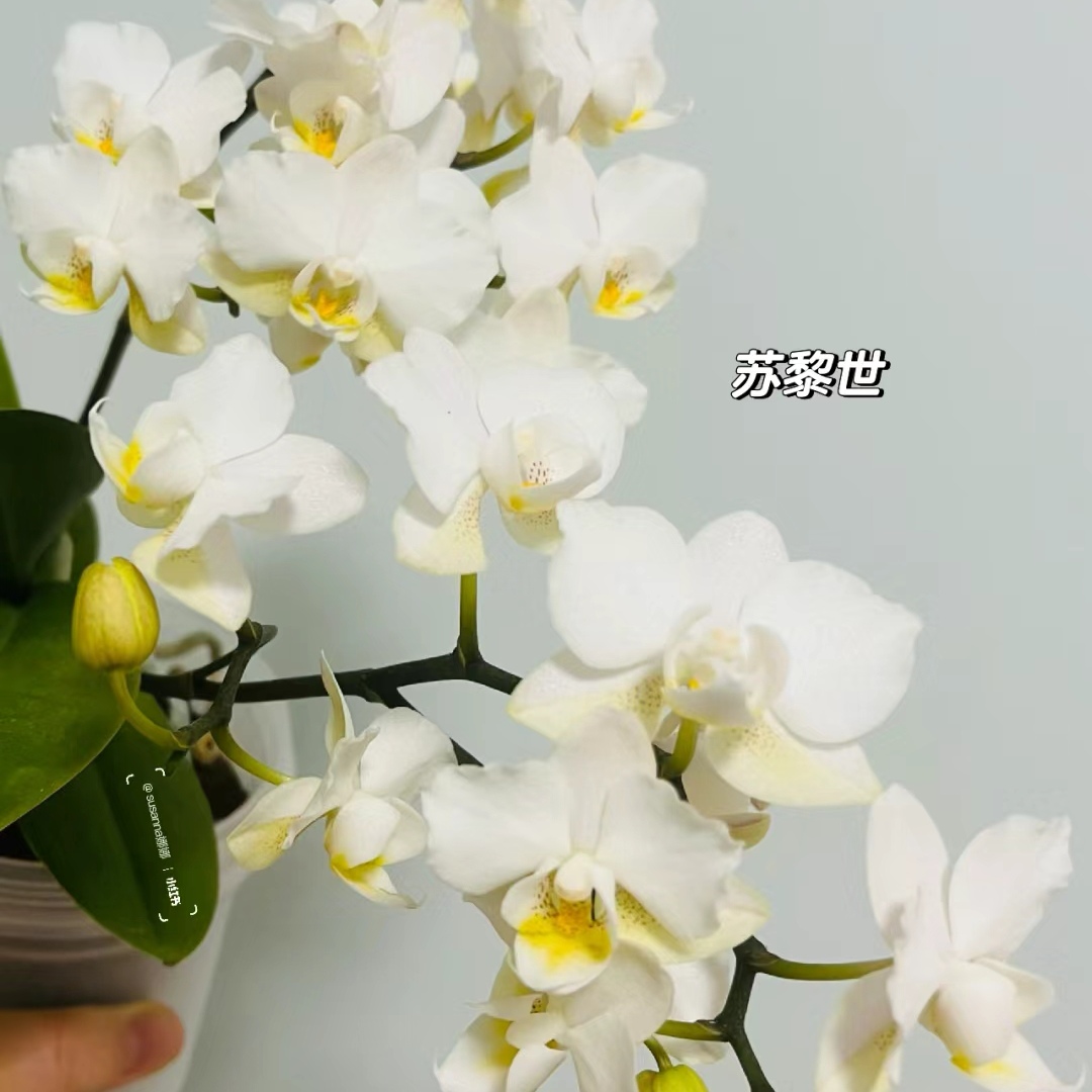 【苏黎世】欧品稀有品种蝴蝶兰带花带花苞双剑白色系2.8杯花期长