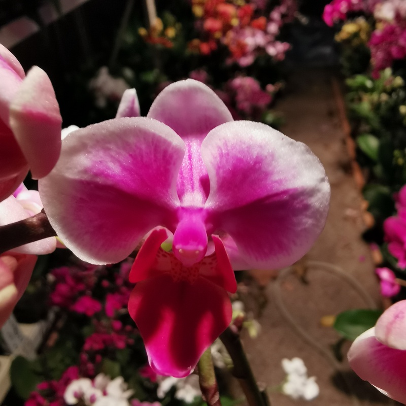 【雪梅】粉色系中小花型蝴蝶兰双剑带花带花苞多花型2.8杯花期长