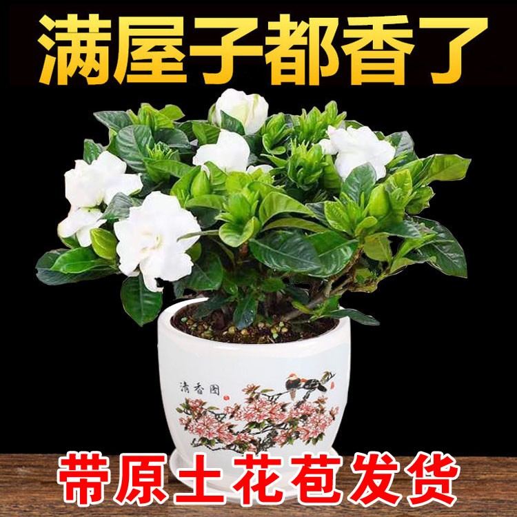 栀子花盆栽带花苞家居四季常青观花植物室内好养的常年开花卉盆栽