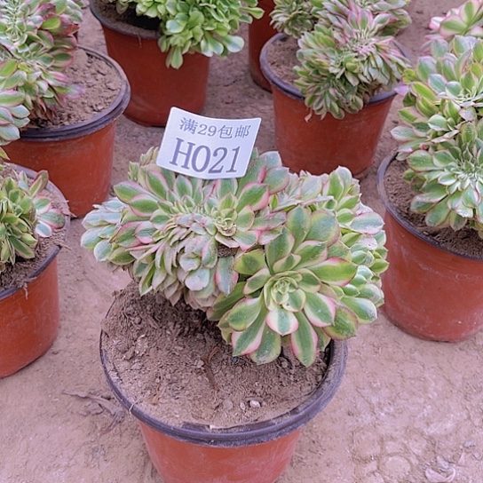 021万白缀多肉植物