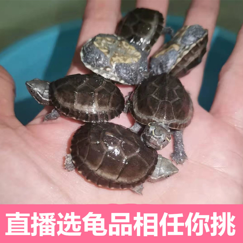 【直播链接】100-200人工养殖龟宠家庭宠物龟鳖