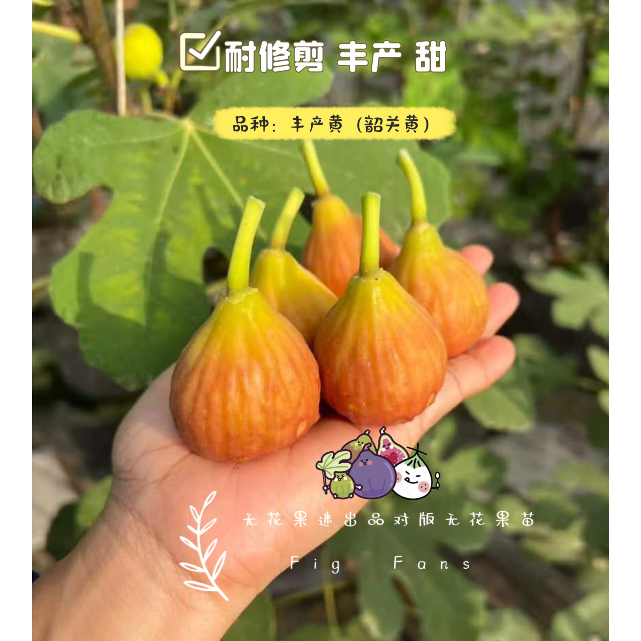 【无花果迷出品】丰产黄（韶关黄）疯狂结果满树果耐热口感蜜实可盆栽