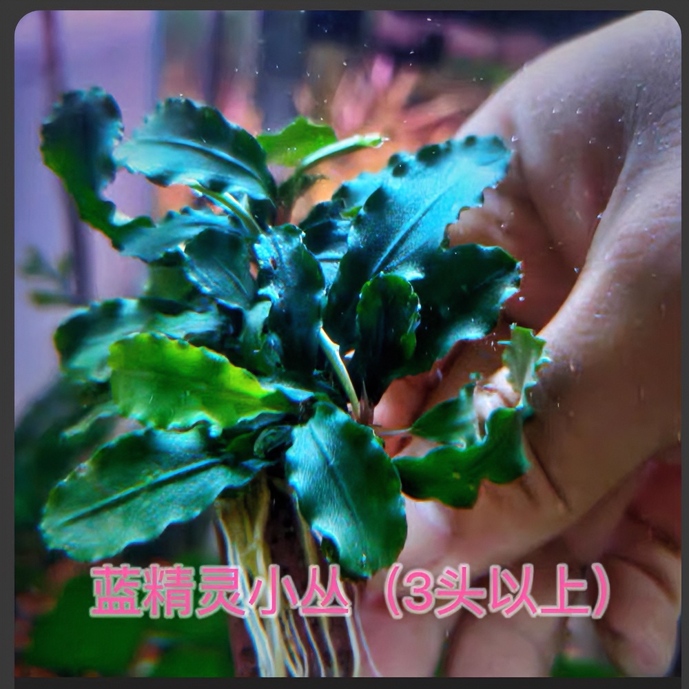 水榕阴性水草 布朗尼辣椒榕 小水榕 大巴榕 迷你榕新疆包邮