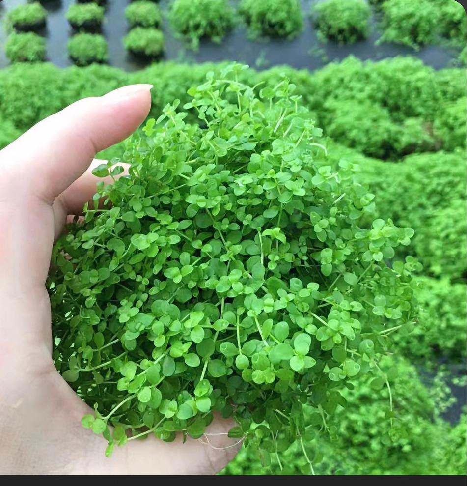 新疆包邮前景水草趴地珍珠水培迷你矮珍珠