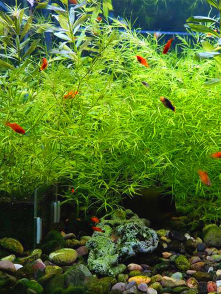 新疆包邮印度竹节草 鹿角苔可漂养可种植养护无需二氧化碳修剪