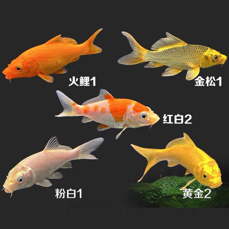 新疆包邮小号锦鲤冷水观赏鱼桌面耐活蝴蝶鲤新手首选火鲤养鱼活体