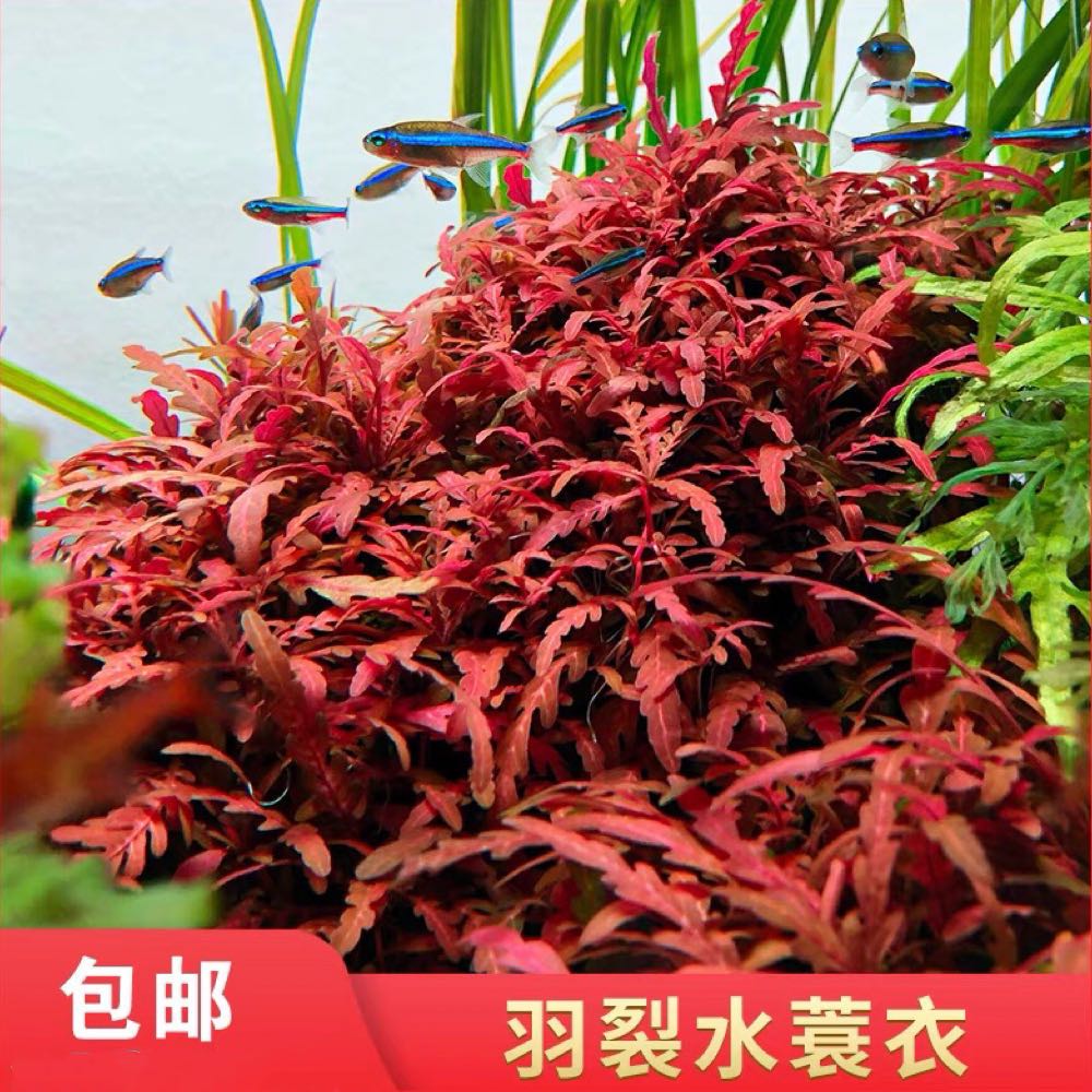 新疆包邮中景水草 椒草  雨裂中景草无需要二氧化碳阴性水草修剪