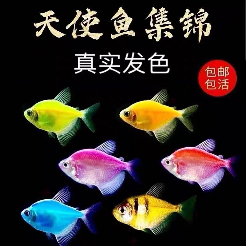 七彩天使鱼小型观赏鱼热带鱼新疆包邮新手首选桌面好养天使鱼养殖