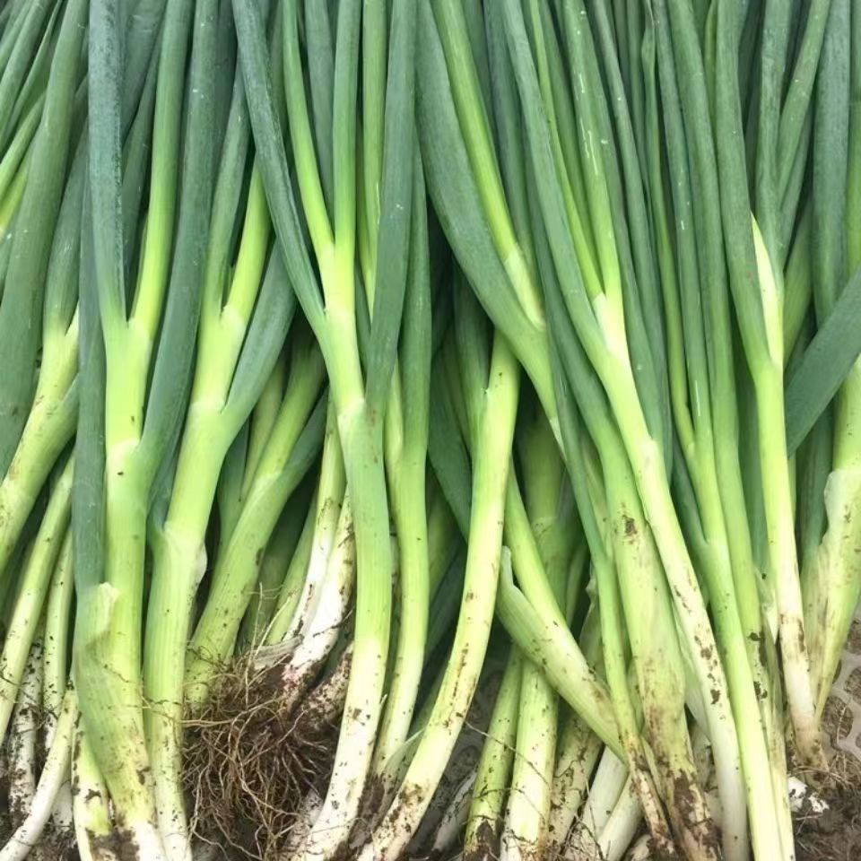 东北小葱农家自种现发现挖包邮