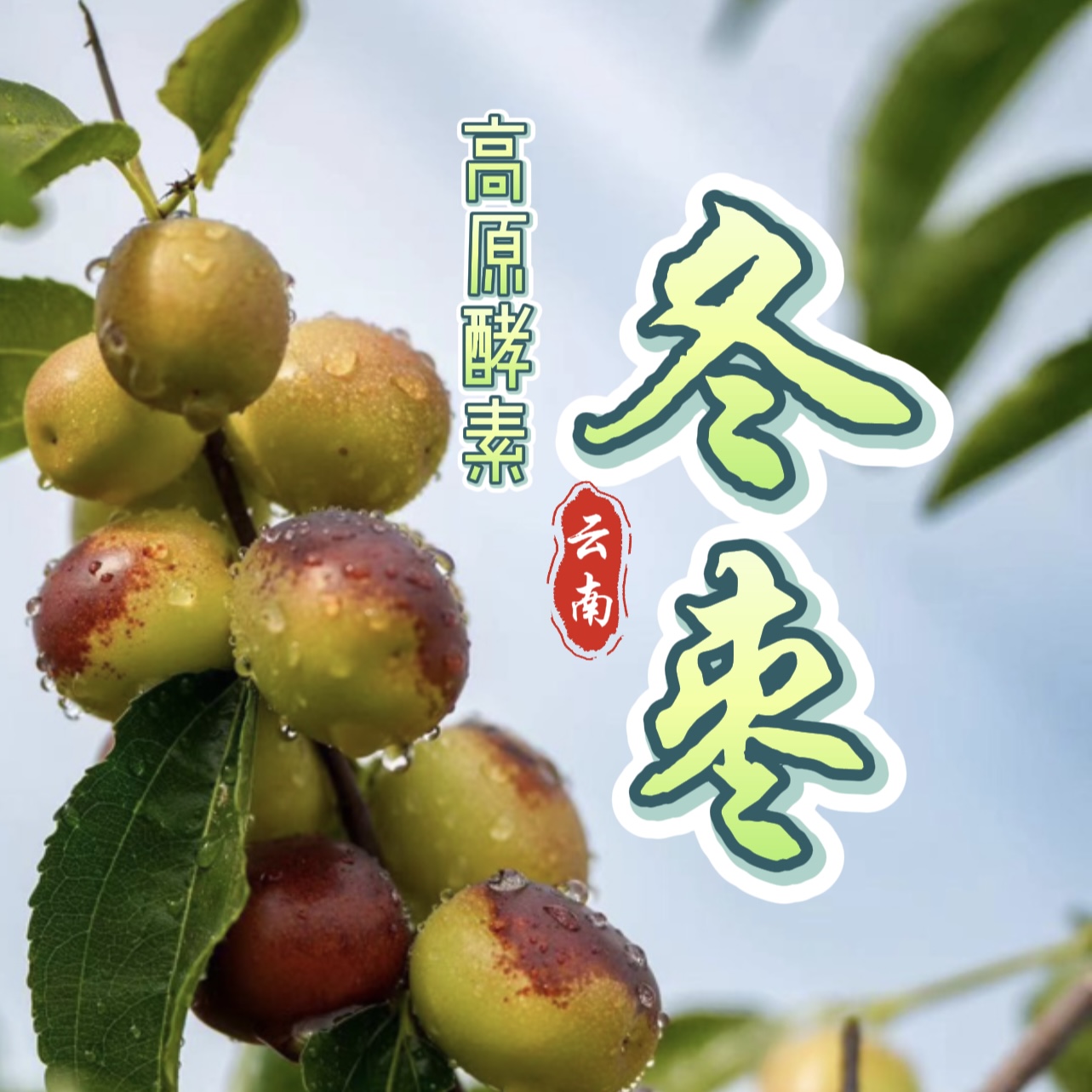【果饭果业】云南酵素冬枣2斤礼盒 新鲜采摘 产地直发热销中高品质