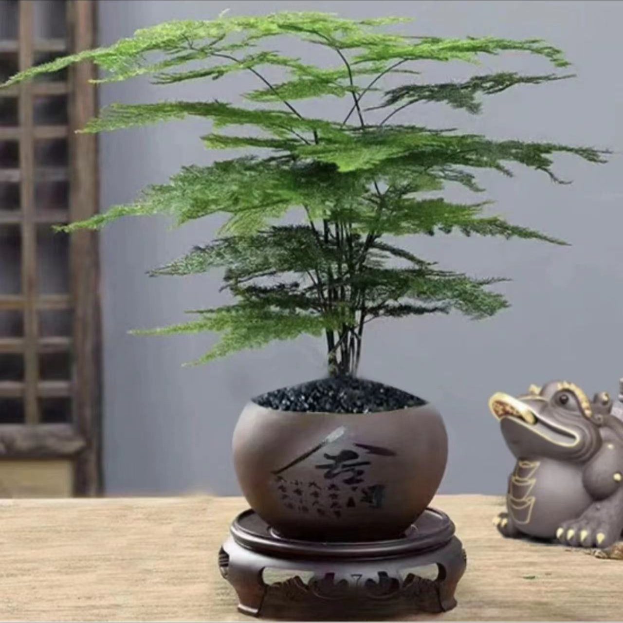 【紫砂】文竹盆栽植物室内进化空气办公室室内花卉盆栽好养四季常青