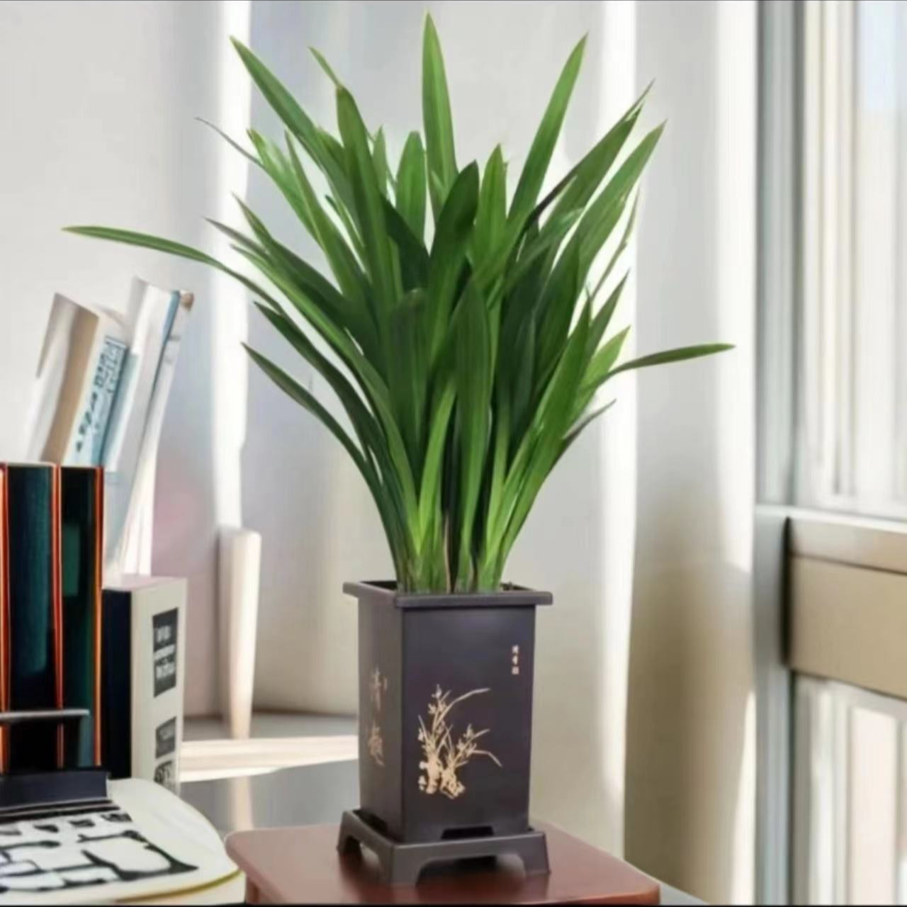 带花苞墨兰企黑热销绿植花卉浓香盆栽室内阳台吸甲醛根壮苗多清仓