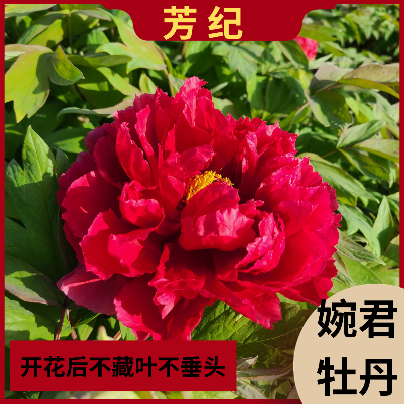 【芳纪】荷花形裸根牡丹  花洛阳基地直发开花种植生长开花下单植株