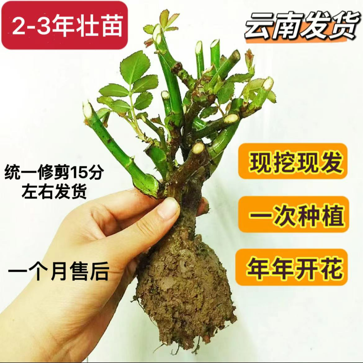 【买三送一】云南玫瑰花苗 现挖现发 基地直发 盆栽地栽 四季种植
