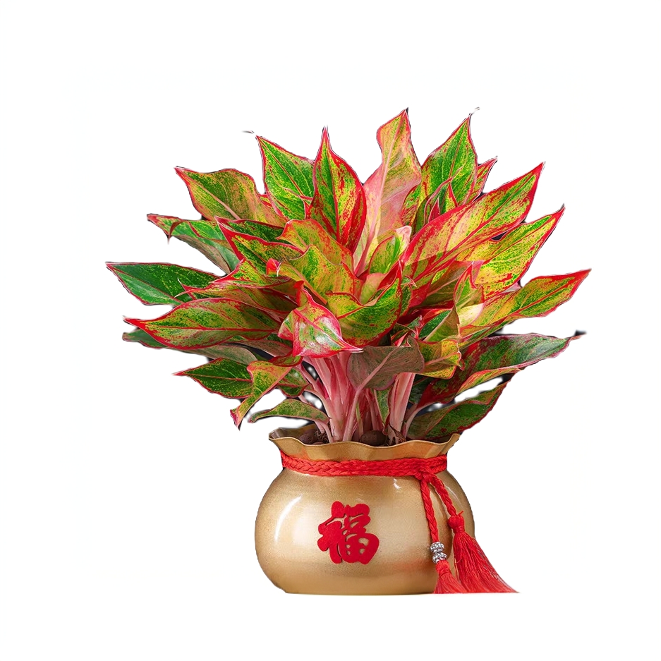 万年红盆栽花卉植物如意皇后观叶绿植四季室内好养净化空气年宵花