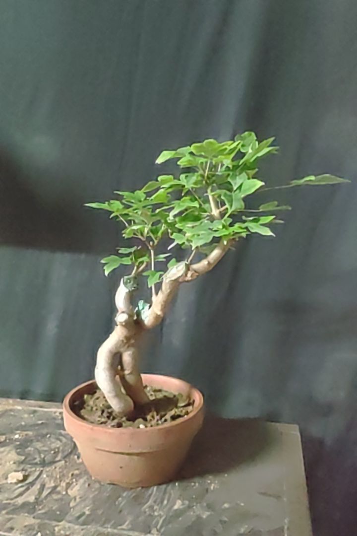 小叶红芽雀梅盆景，三角枫。迷你