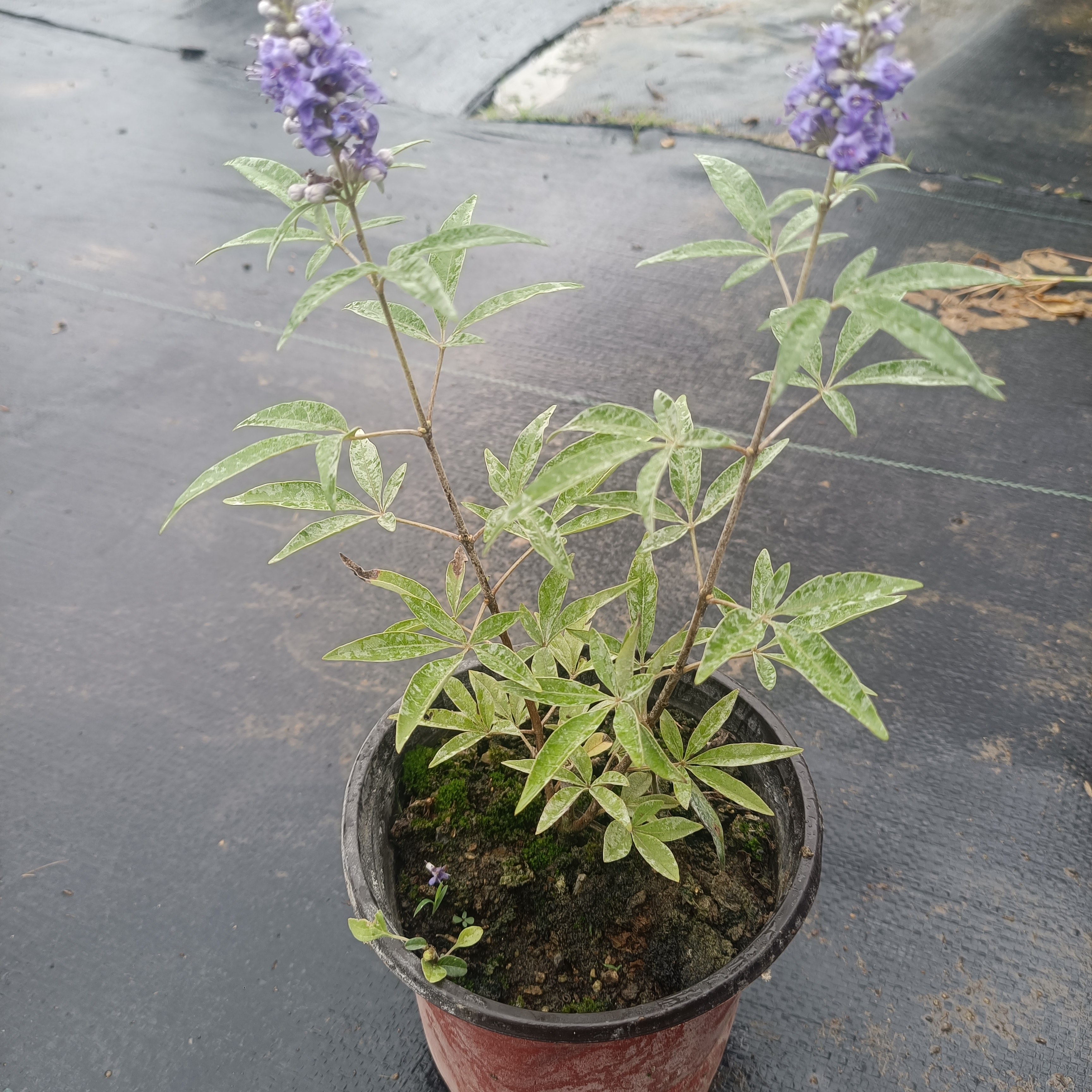 锦绣大地盆栽 穗花牡荆 庭院阳台植物 彩叶枫树