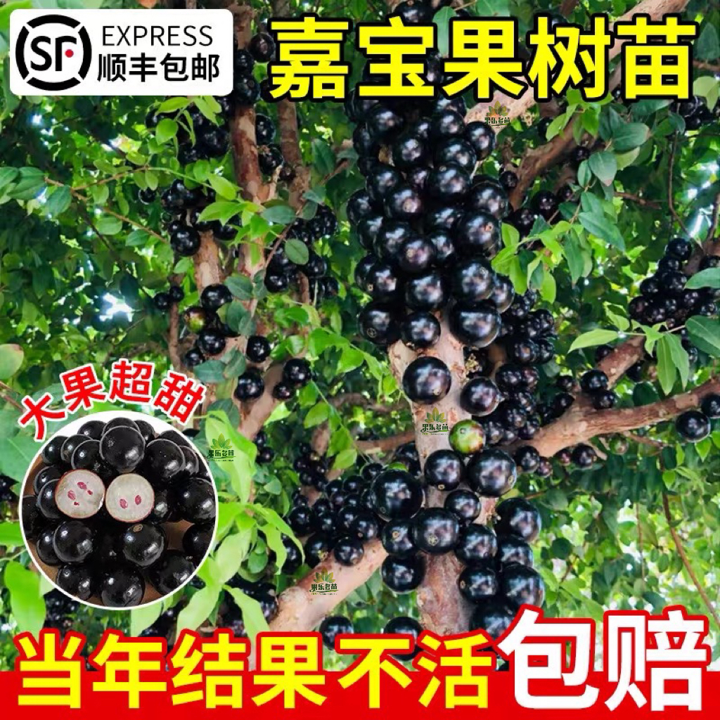 四季嘉宝果艾斯卡树葡萄苗果树南北种植盆栽地栽带土带叶当年结果