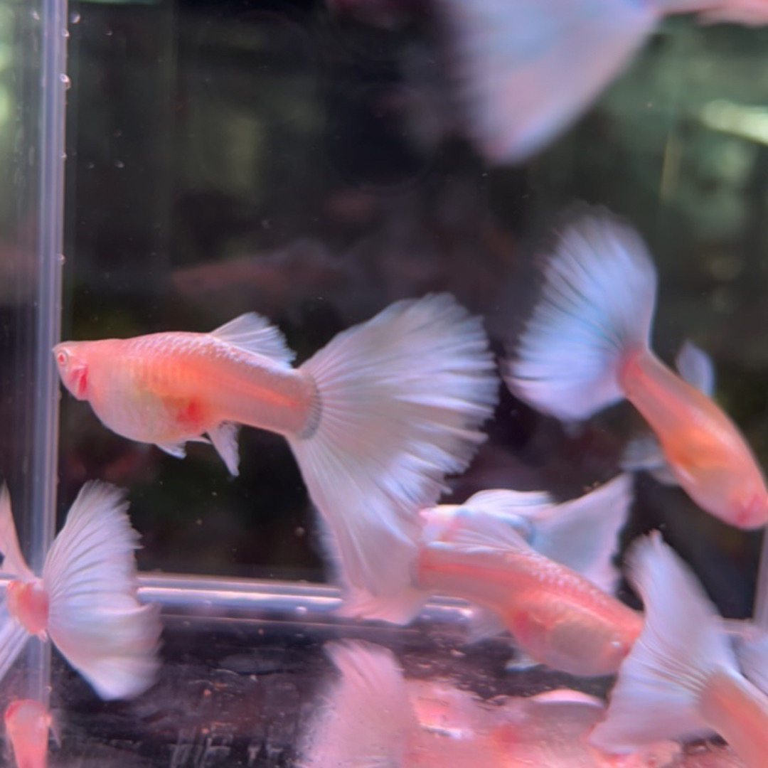 精品角尾白金孔雀鱼3对3-4cm（公母搭对）