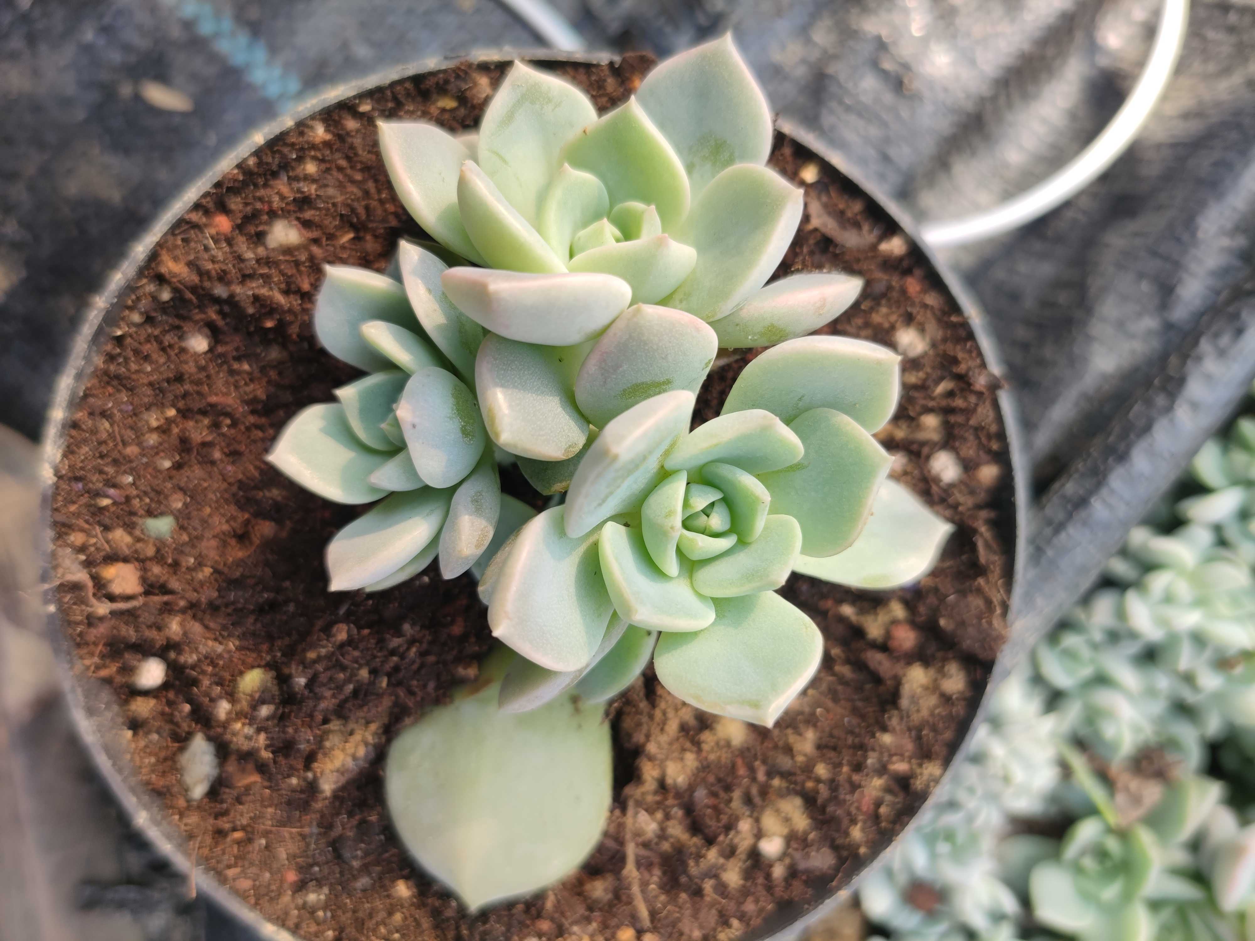 白牡丹叶插苗10个，多肉植物