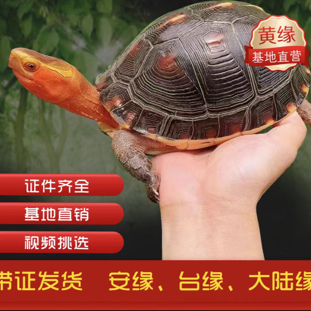 黄缘闭壳龟持证合法养殖 直播间专拍
