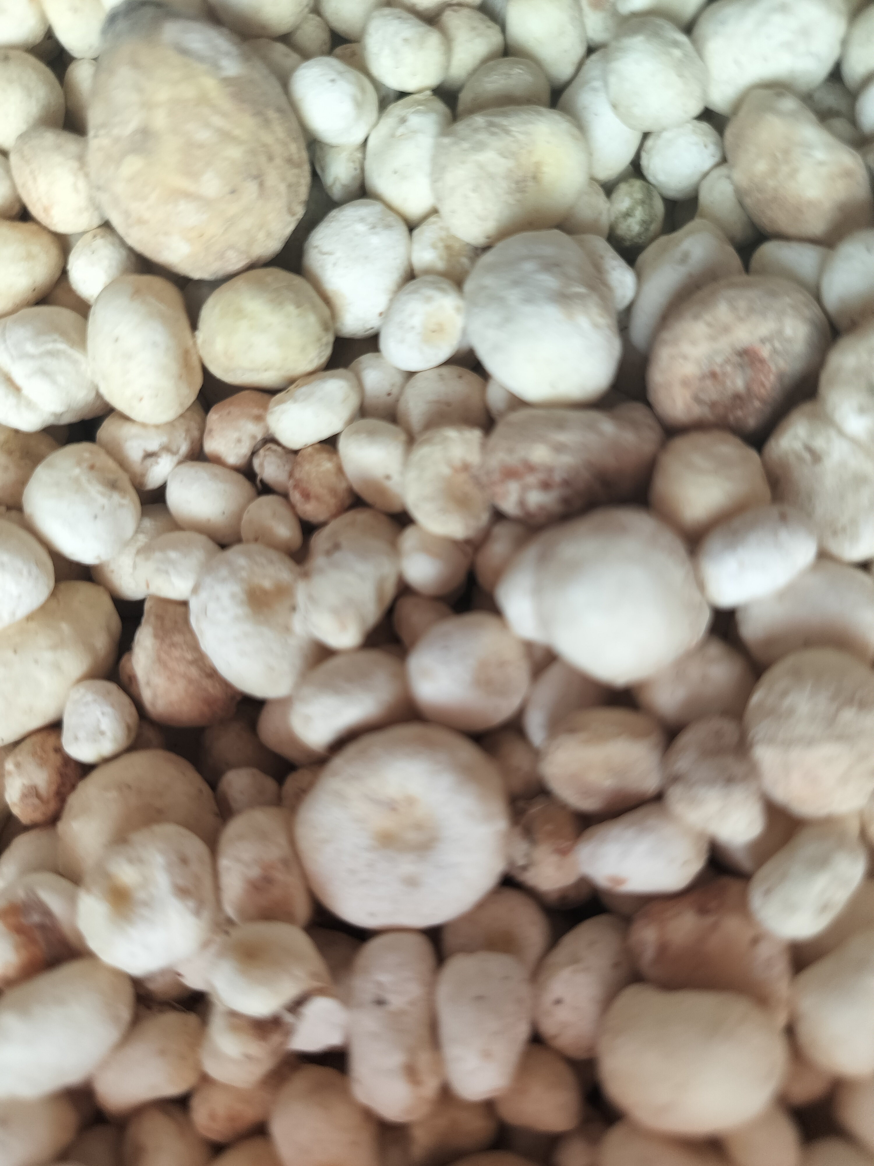 甘肃陇南小豆豆，野外采挖