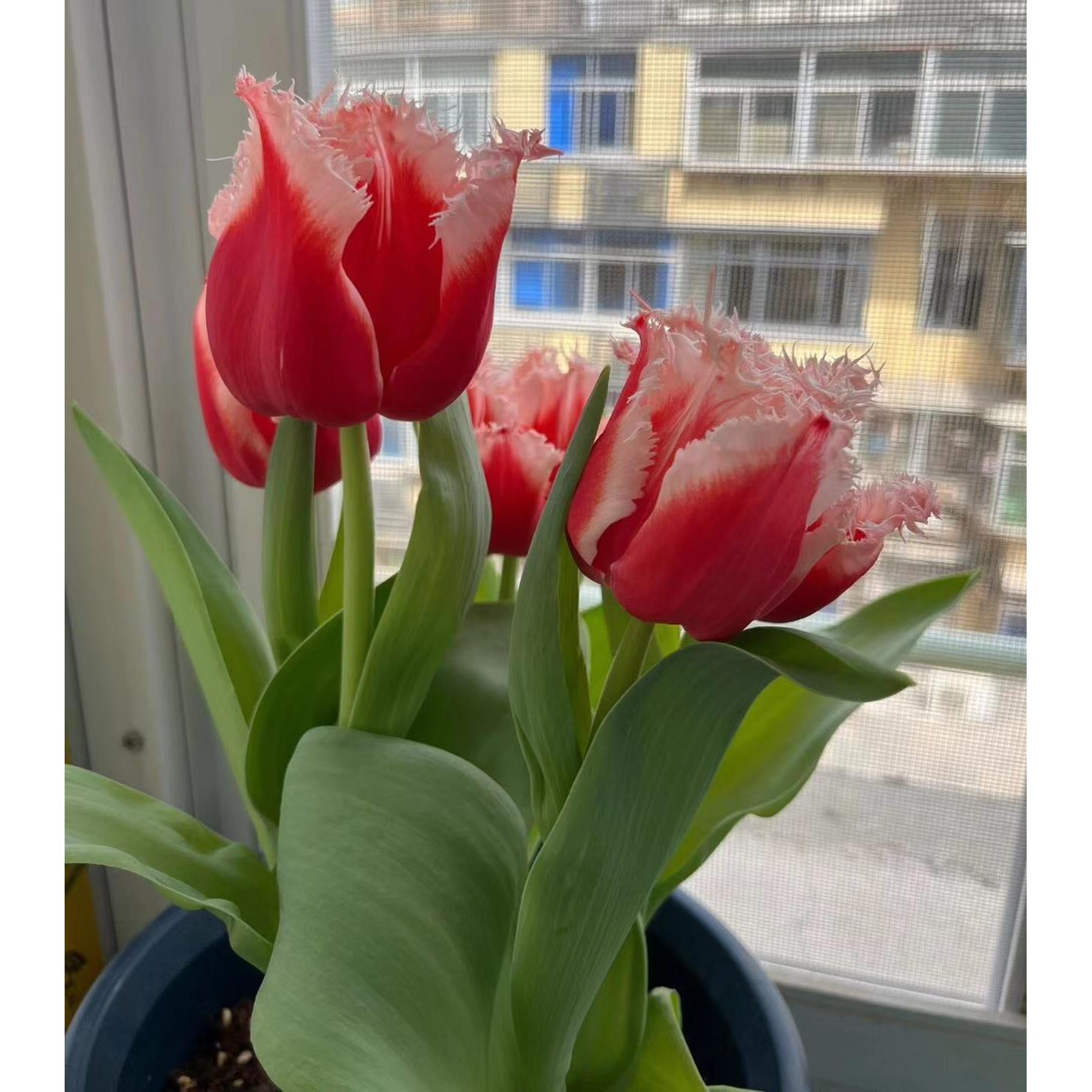 进口郁金香种球阳台盆栽多年生球根花卉秋冬季耐寒春节开花