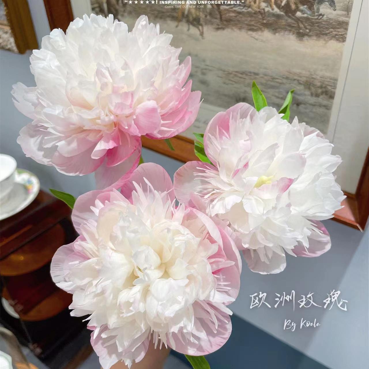 重瓣芍药花苗四季开花带芽大根块种球御前表演芍药多年生花卉盆栽