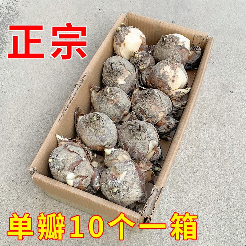 漳州特级水仙花种球盆栽室内水培水养四季花卉植物冬季大花王