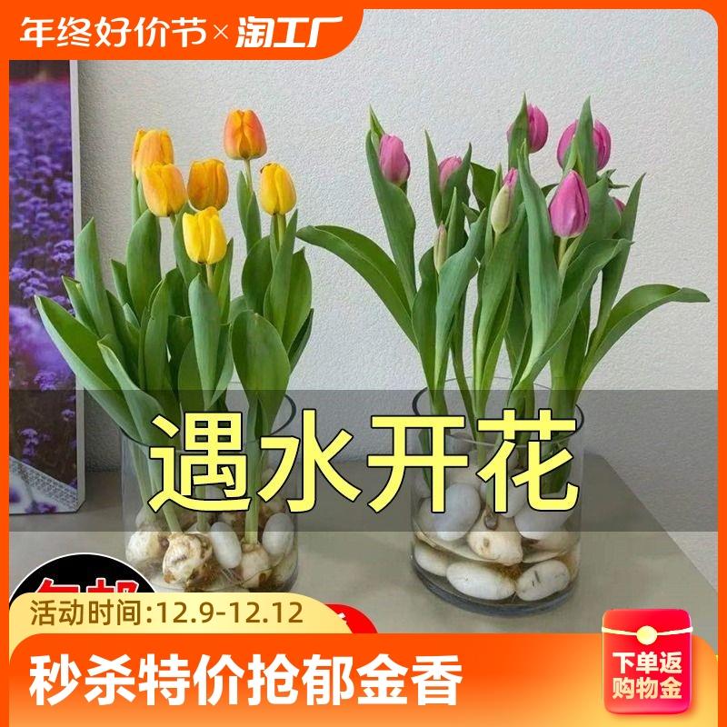 进口郁金香大球水培种球懒人好养四季开花室内花卉土培秋冬季荷兰