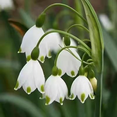 雪片莲巨头种球成群开放雪滴花多年生球根阳台庭院地栽