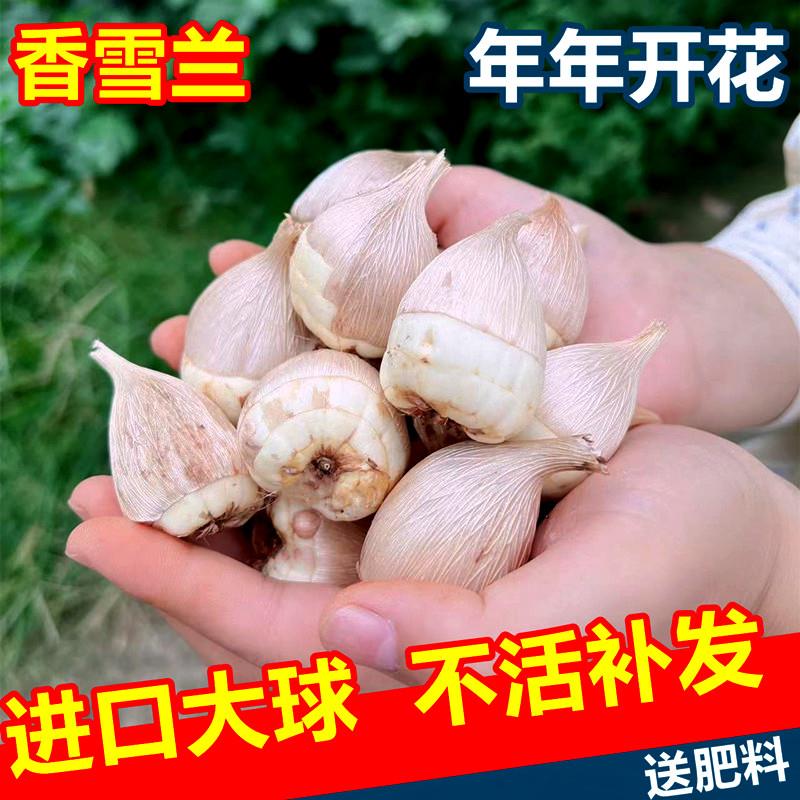 香雪兰种球四季开花好养活大种球进口小苍兰重瓣花卉阳台鲜花种子