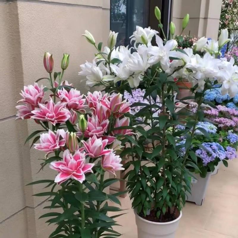 重瓣百合种球东方百合花玫瑰香水百合花球种子易养活四季秋冬耐寒