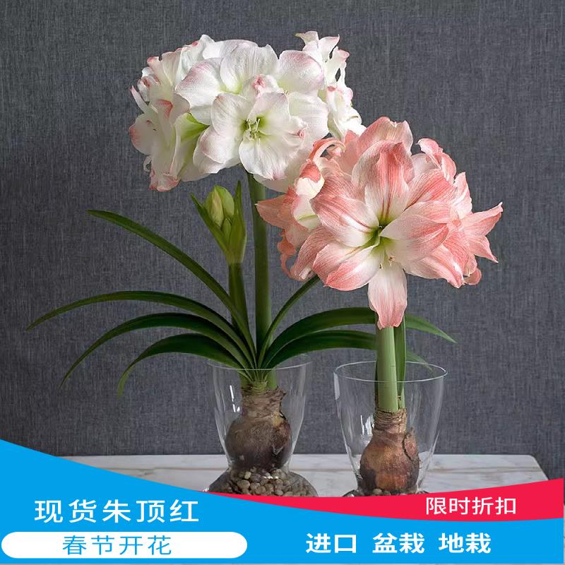 新到现货南非朱顶红种球多年生宿根盆栽地栽初恋鬼魅2球包邮