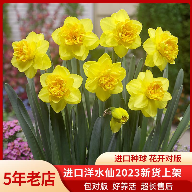 洋水仙种球甜蜜阿巴荷兰进口重瓣地栽盆栽水培多年生阳台耐寒球根