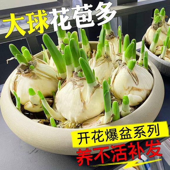 进口水仙花种球盆栽水培植物球根花卉洋水仙重瓣种子室内阳台耐寒