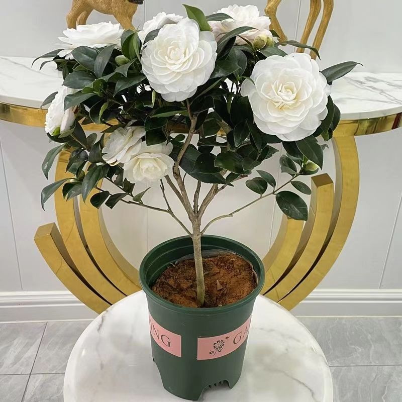白茶东方亮品种白山茶茶花水晶白稀有品种室内阳台庭院耐寒花卉