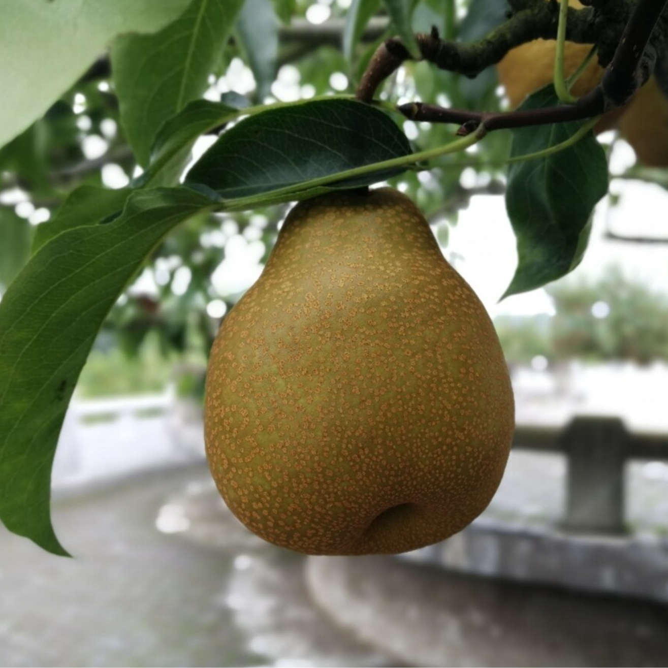 苍溪雪梨 6-9个装 苍溪产地直发 全国包邮