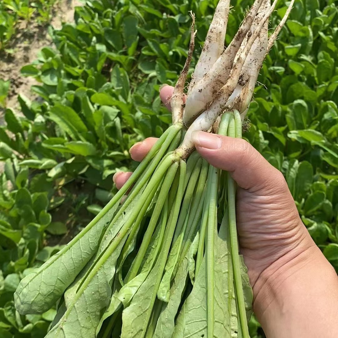 青菜叶菜 湖南攸县本地新鲜萝卜叶 萝卜秧子萝卜苗带小萝卜头