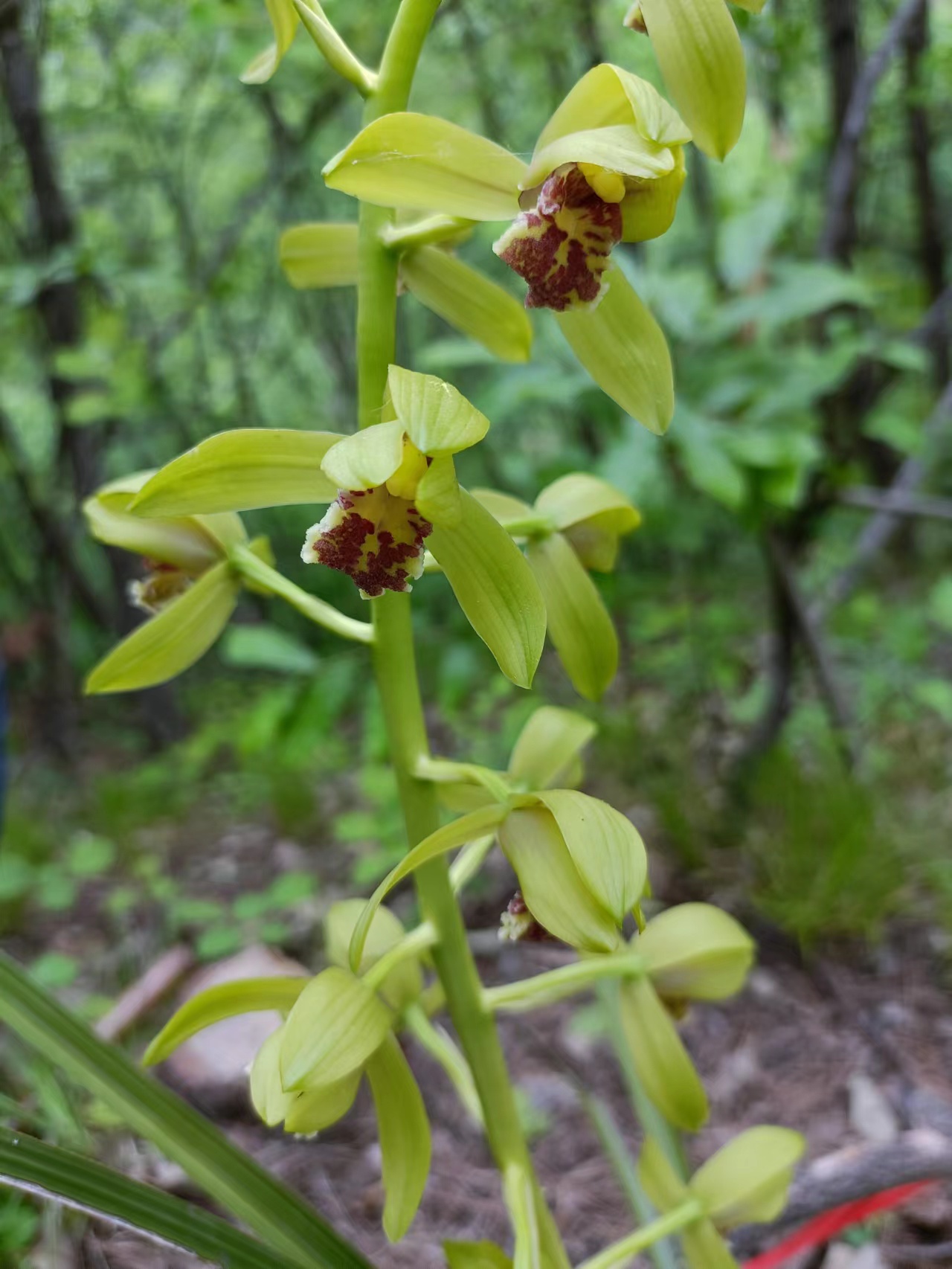 【秦岭兰园】兰花观赏植物小盆景 一物一拍（10-500）