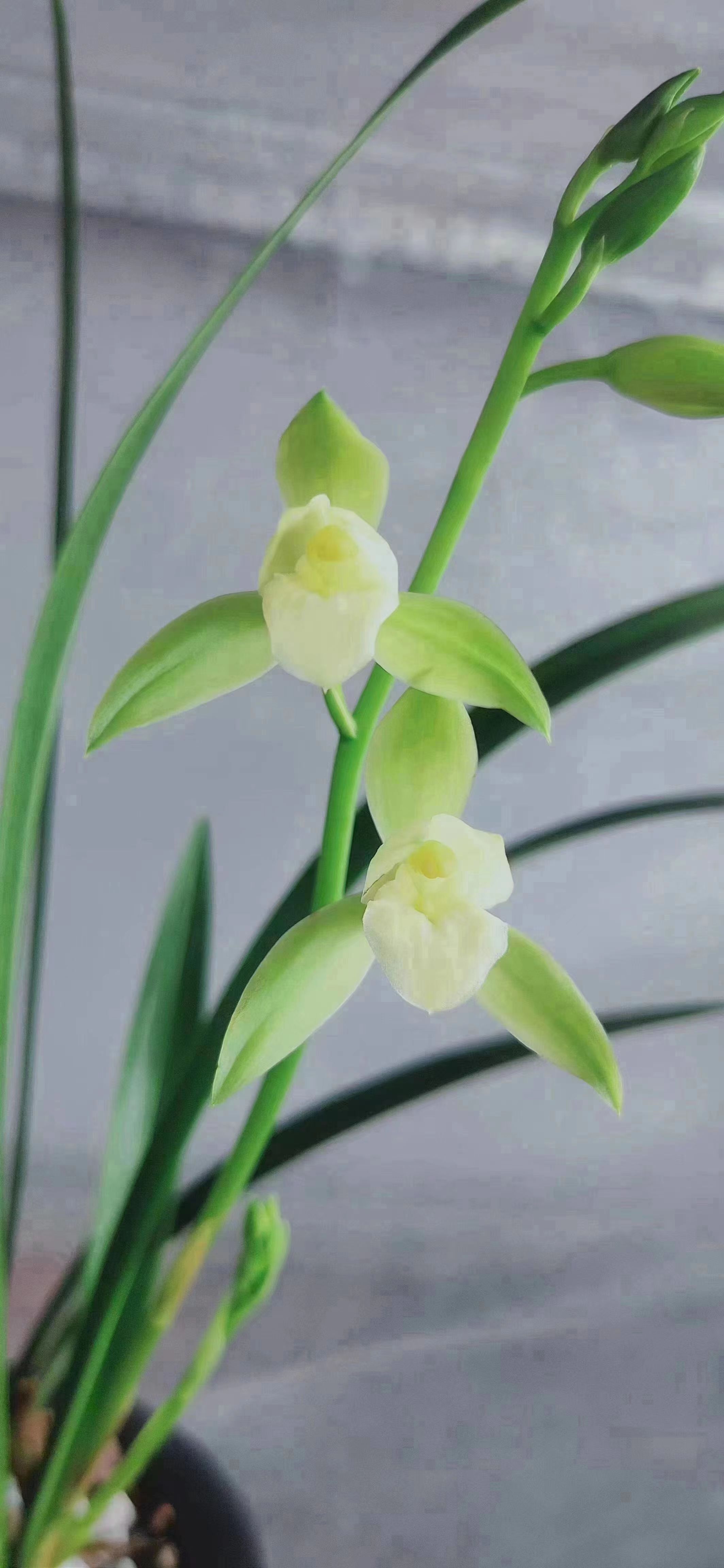 【秦岭兰园】观赏兰花小盆景