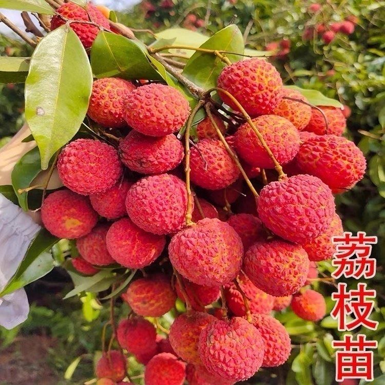 【荔枝树苗 】无核荔枝树苗荔枝盆栽地栽荔枝果苗阳台庭院果树苗